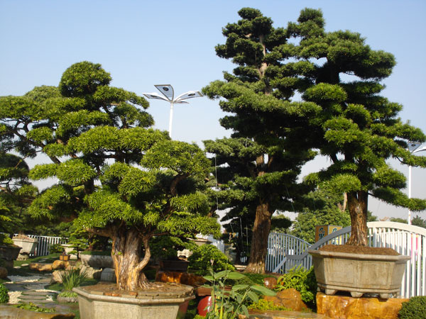 北方冬季栽植耐寒苗木的施工要点及成活率提升方法